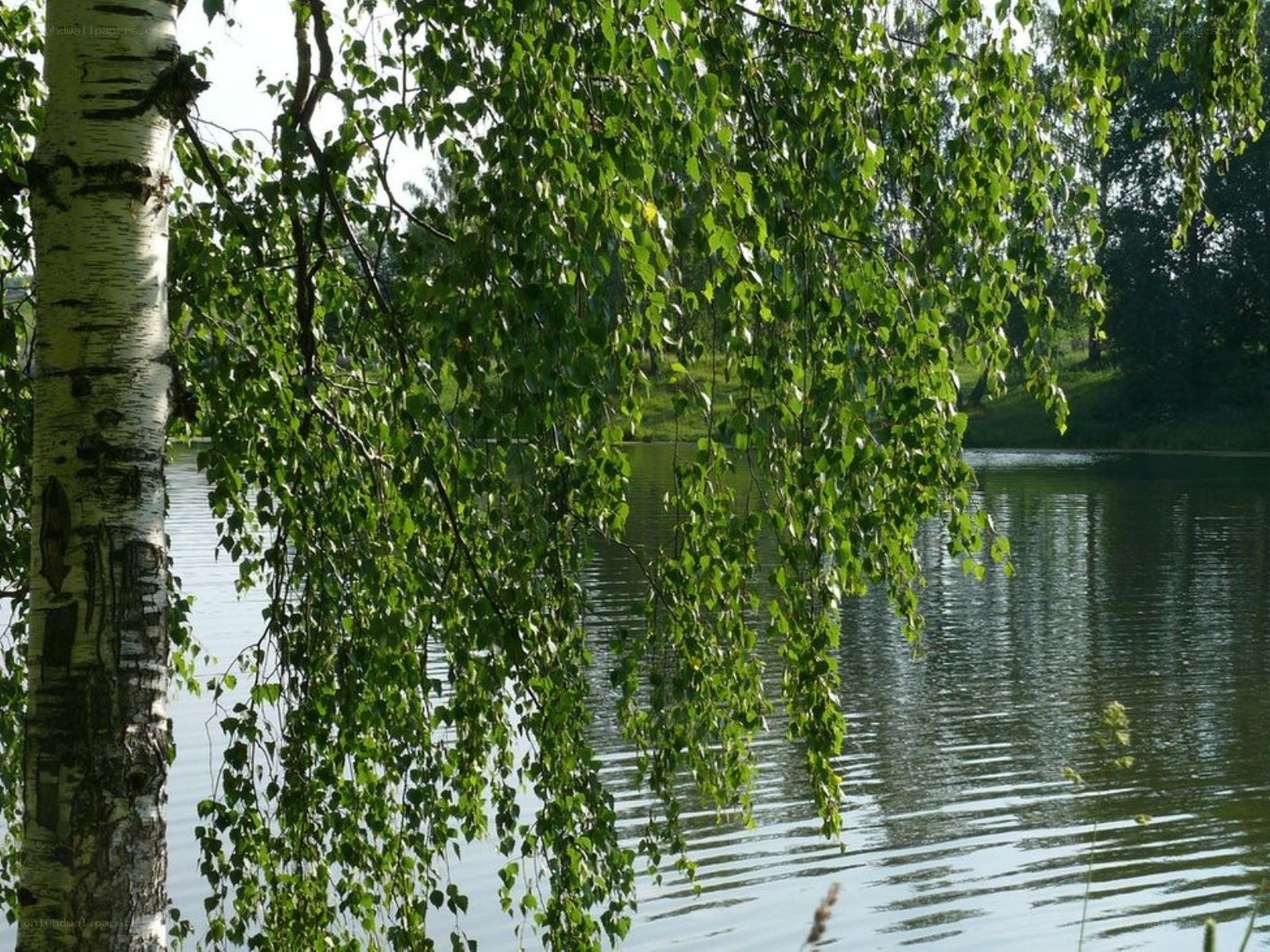 Birch tree by a calm lake