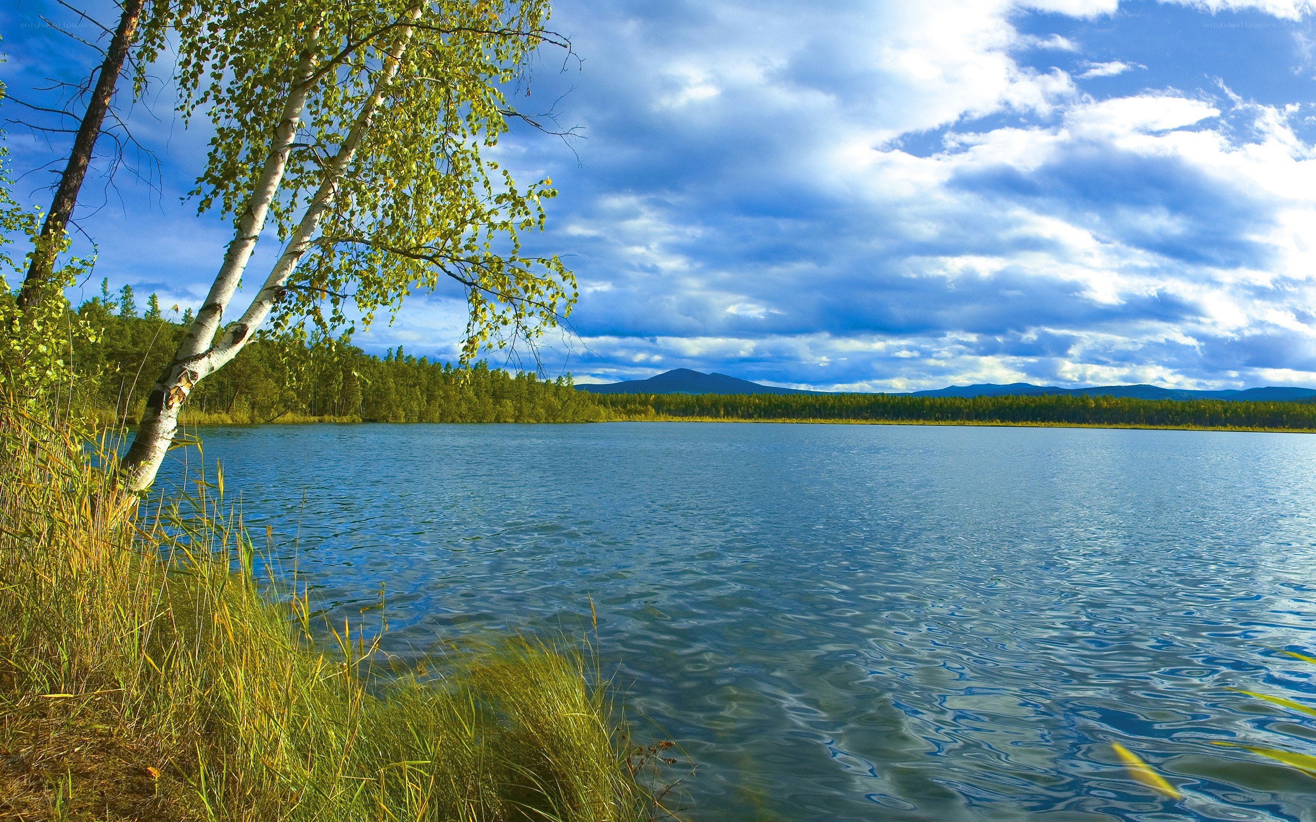 Birch tree by a calm lake