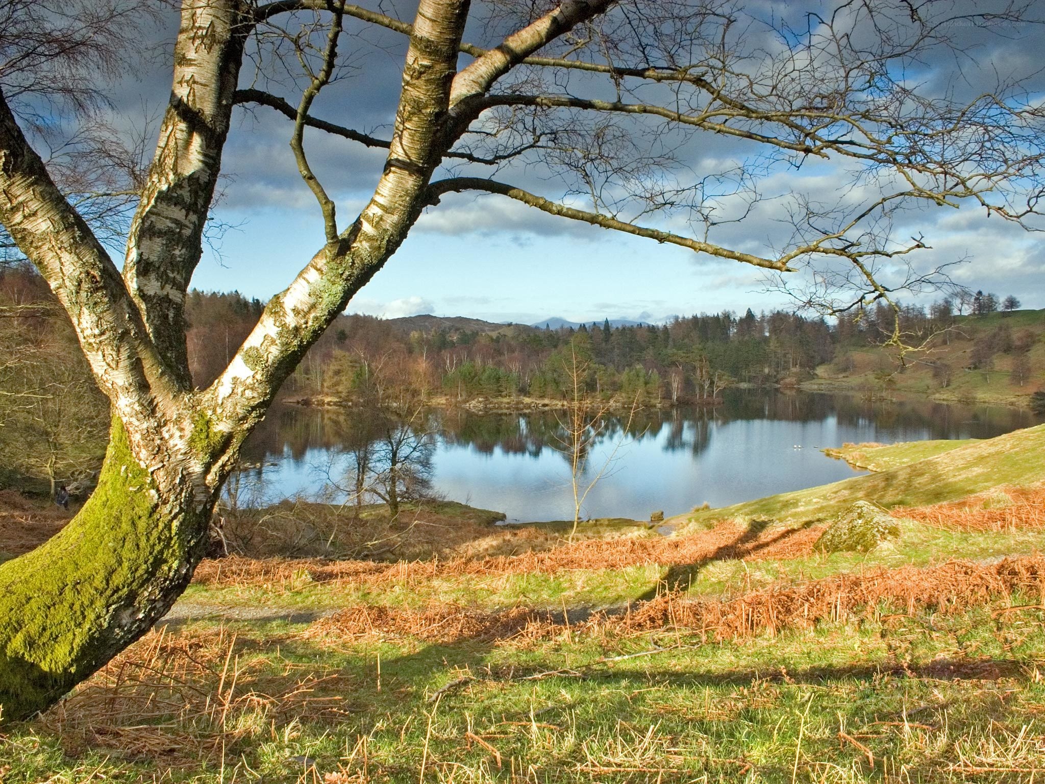 Birch tree by a calm lake