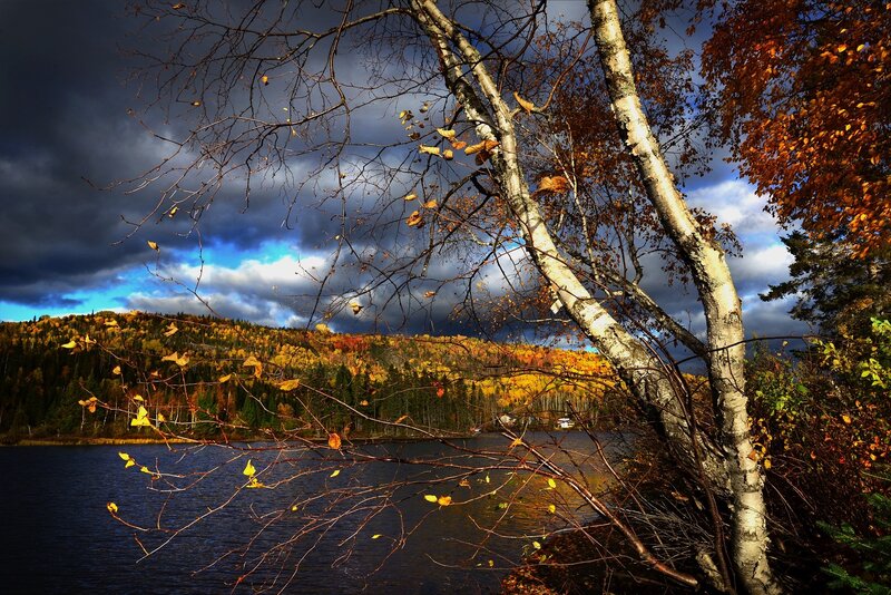 Birch Tree by Lake — Blue, Dramatic