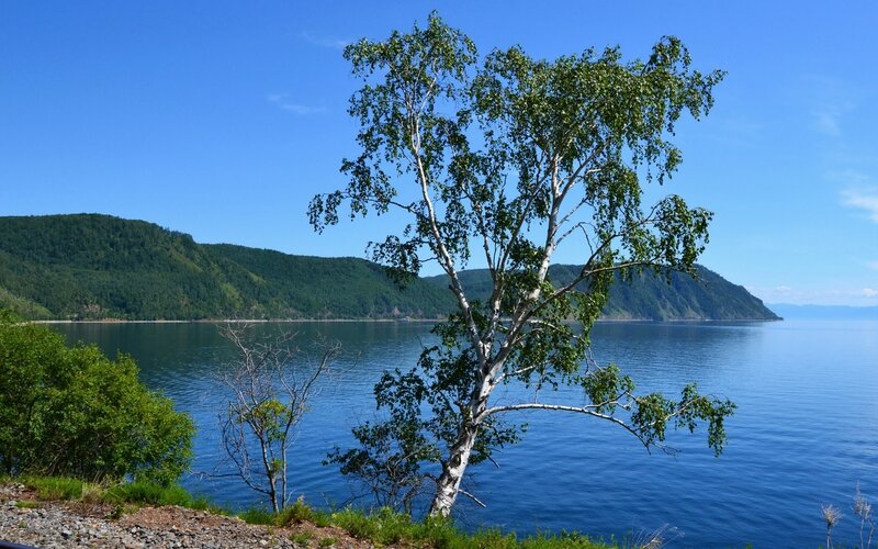 Birch Tree by Lake — Blue, Serene, Afternoon
