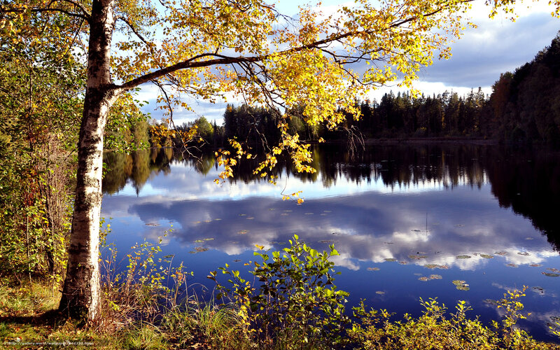 Birch Tree by Lake — Blue, Serene, Autumn, Photograph