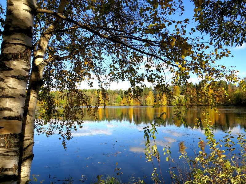 Birch Tree by Lake — Blue, Serene