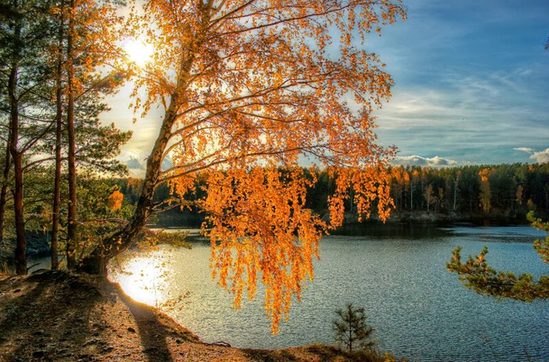 Birch Tree by Lake — Orange, Serene