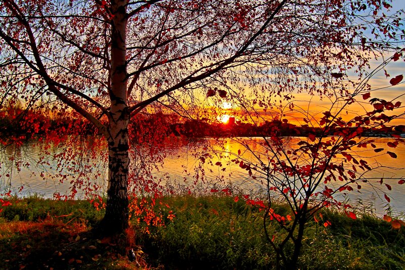 Birch Tree by Lake — Red
