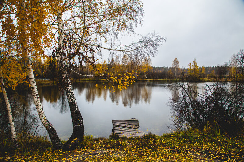 Birch Tree by Lake — Yellow