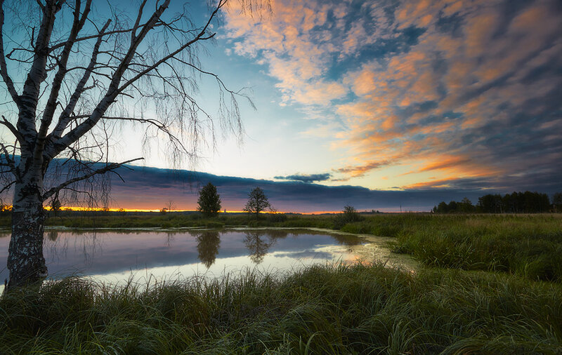 Birch Tree by Pond — Blue