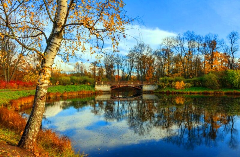 Birch Tree by River — Blue