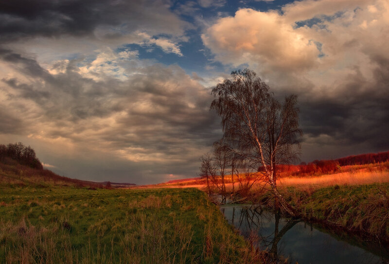 Birch Tree by River — Green