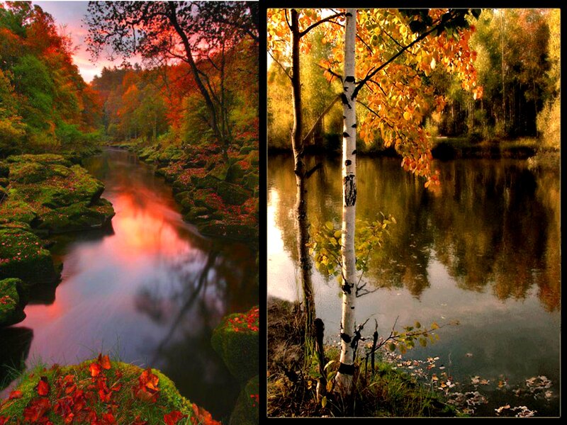 Birch Tree by River