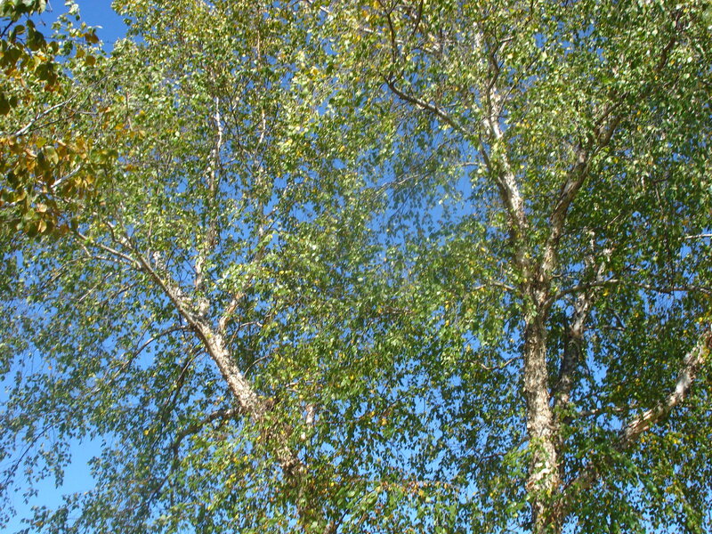 Birch Tree Canopy — Green