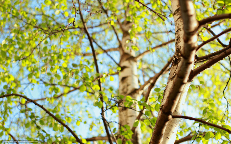 Birch tree canopy in sunlight