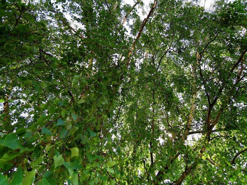 Birch Tree Canopy