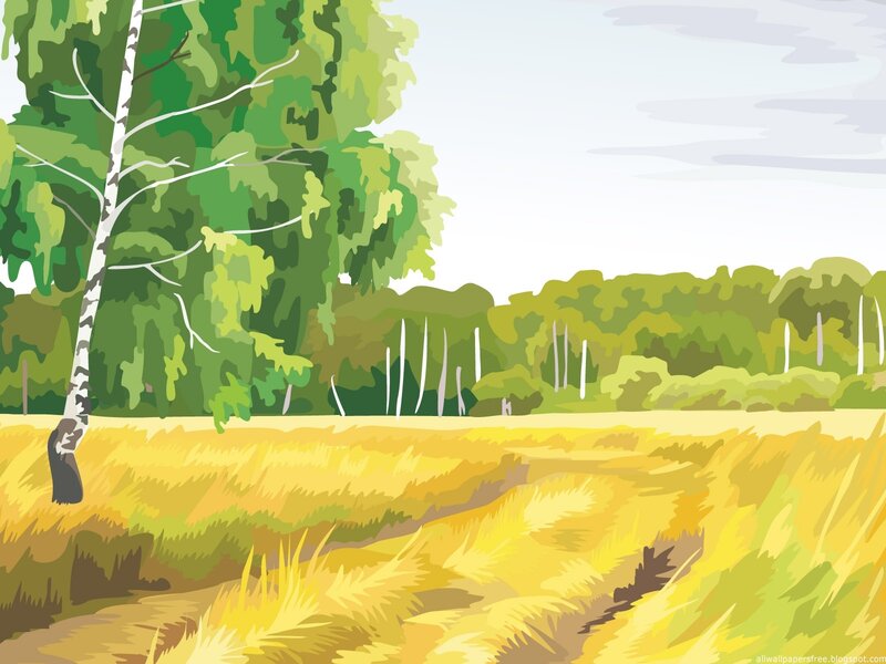 Birch tree in a golden field