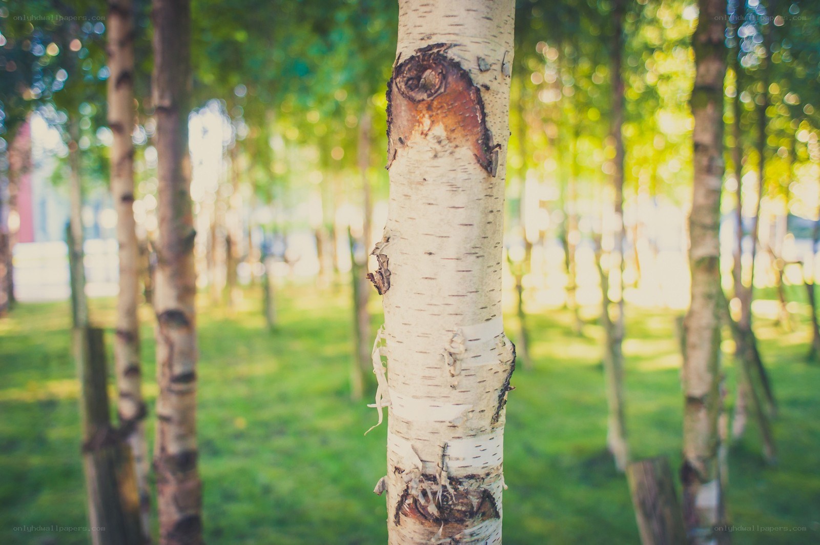 Birch tree in a sunlit grove