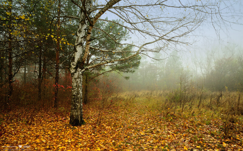 Birch Tree in Autumn Forest