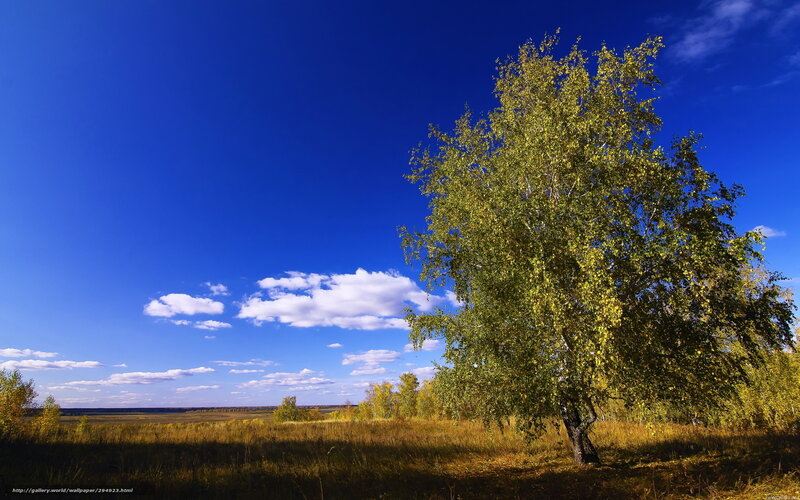 Birch Tree in Field — Blue