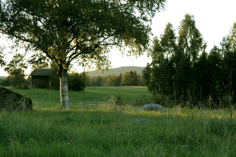 Birch Tree in Field