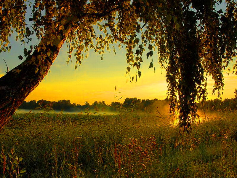 Birch Tree in Field — Yellow