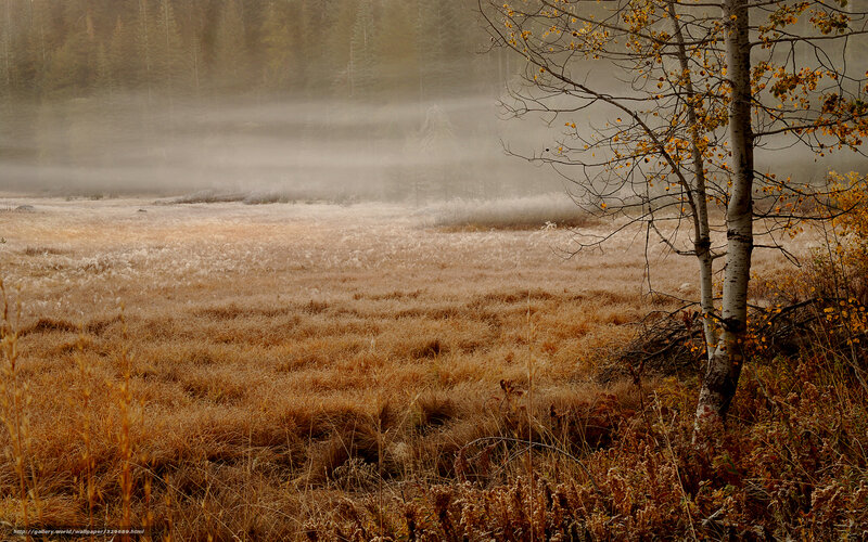 Birch Tree in Foggy Field