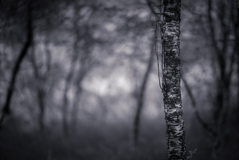 Birch Tree in Forest — Black