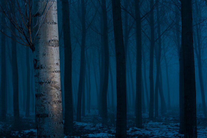 Birch Tree in Forest — Blue, Mysterious