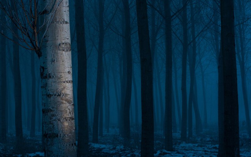 Birch Tree in Forest — Blue