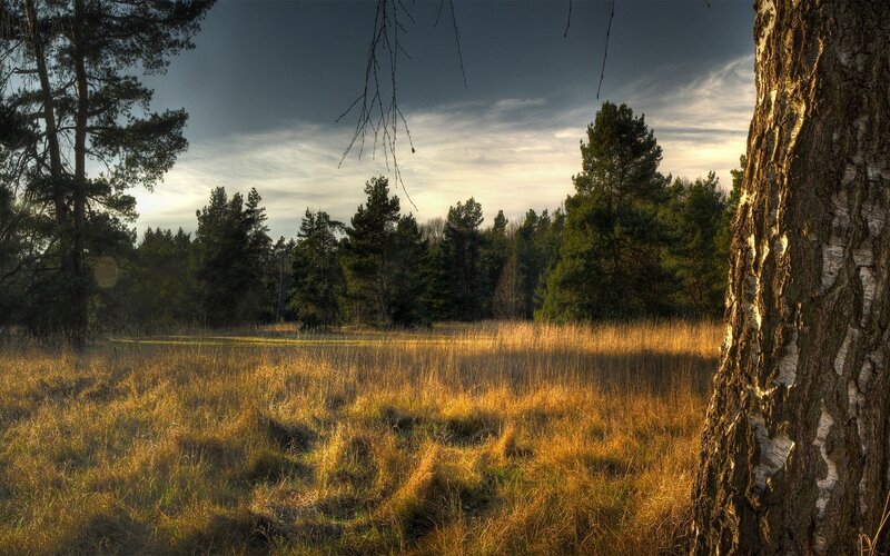 Birch Tree in Forest — Brown, Dramatic