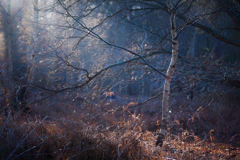 Birch Tree in Forest — Brown, Serene