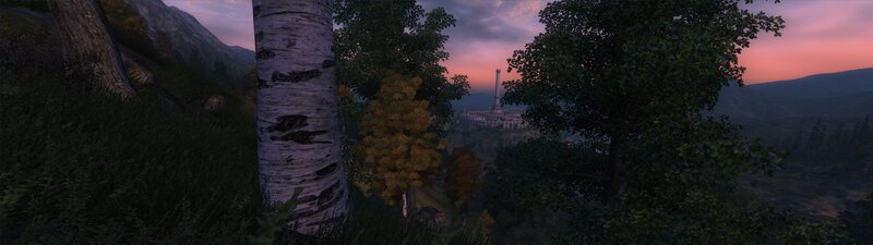 Birch Tree in Forest — Green, Serene, Sunset