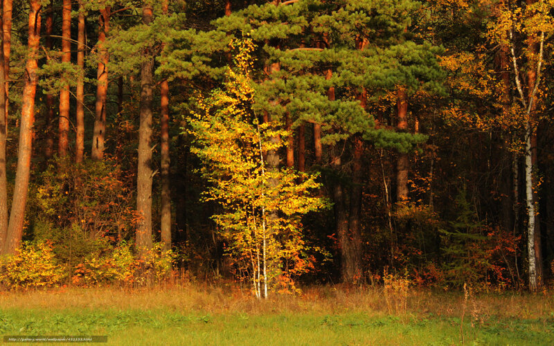 Birch Tree in Forest — Green, Serene