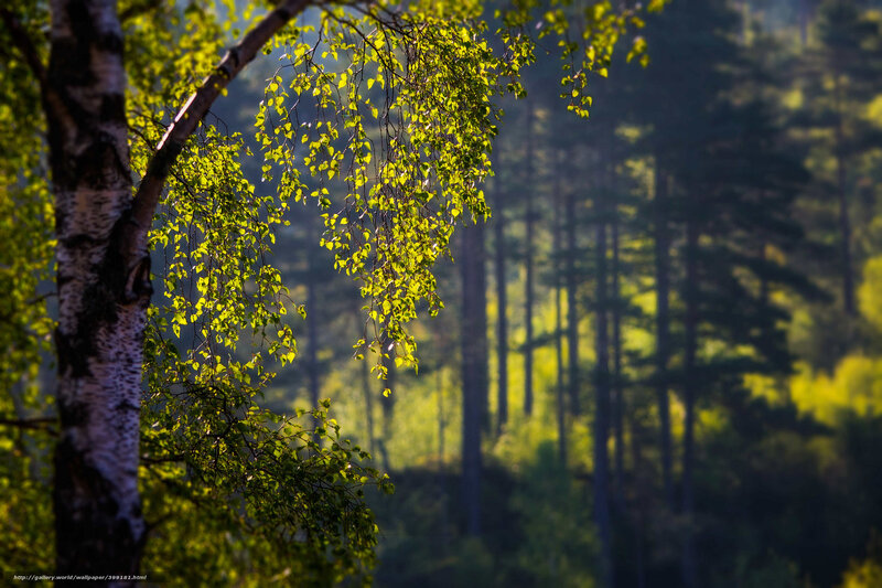 Birch Tree in Forest — Green