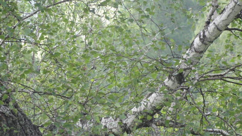 Birch tree in forest