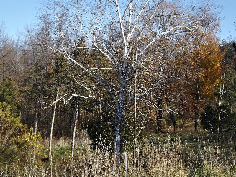 Birch Tree in Forest — White