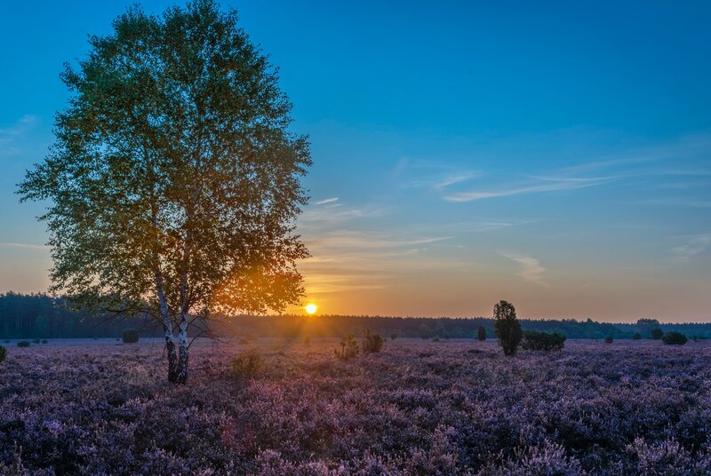 Birch Tree in Heather Field