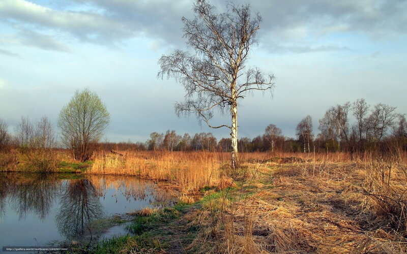 Birch Tree in Marsh — Brown