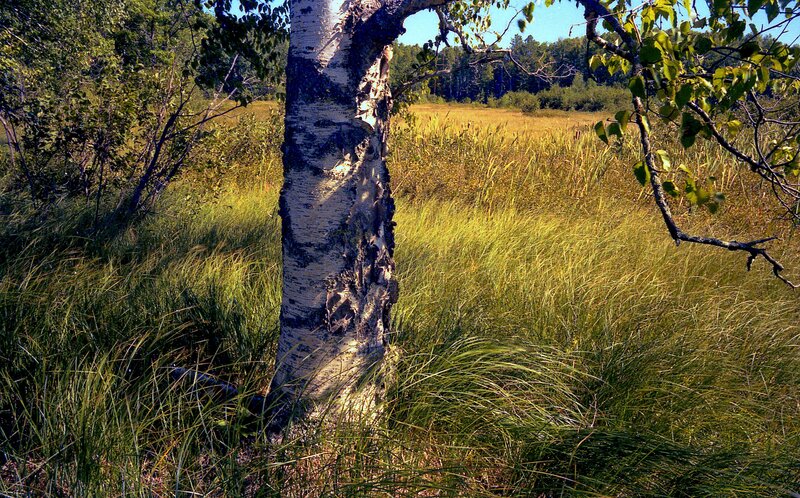 Birch Tree in Marsh