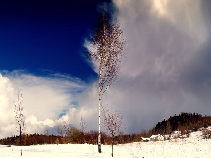 Birch Tree in Snow