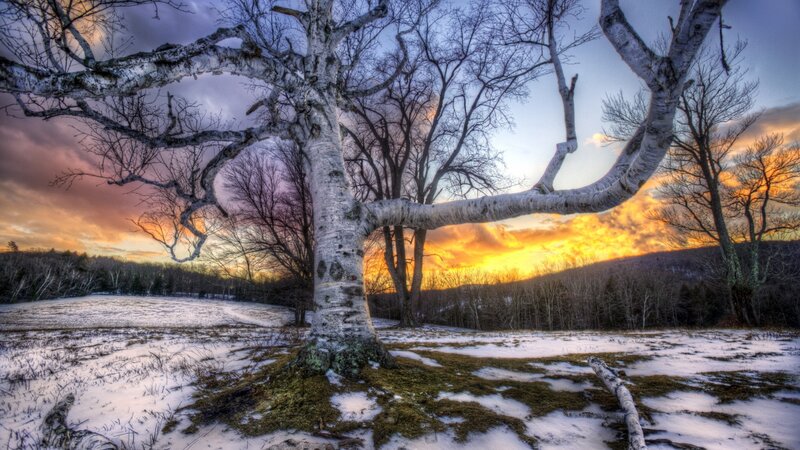 Birch Tree in Snow — White, Dramatic