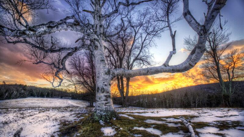 Birch Tree in Snow — White, Dramatic, Winter