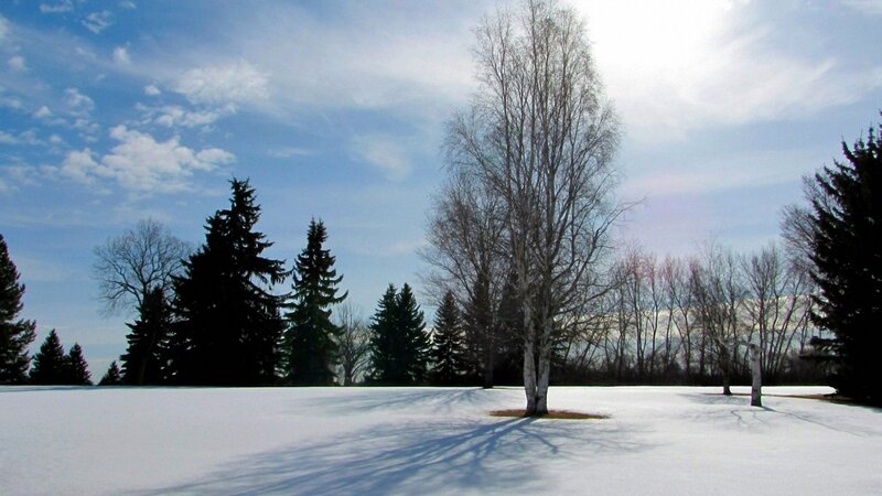 Birch Tree in Snow — White, Serene