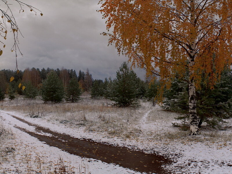 Birch Tree in Snow — White