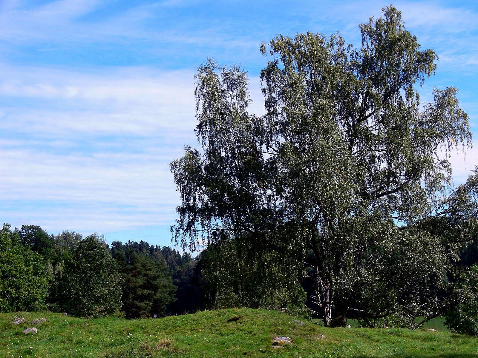 Birch tree on a grassy hill
