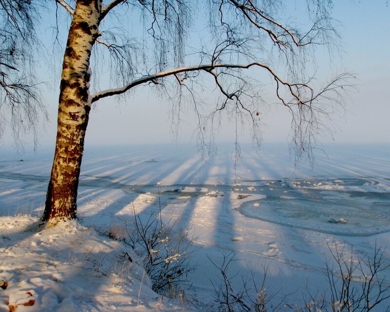Birch tree on a snowy shore