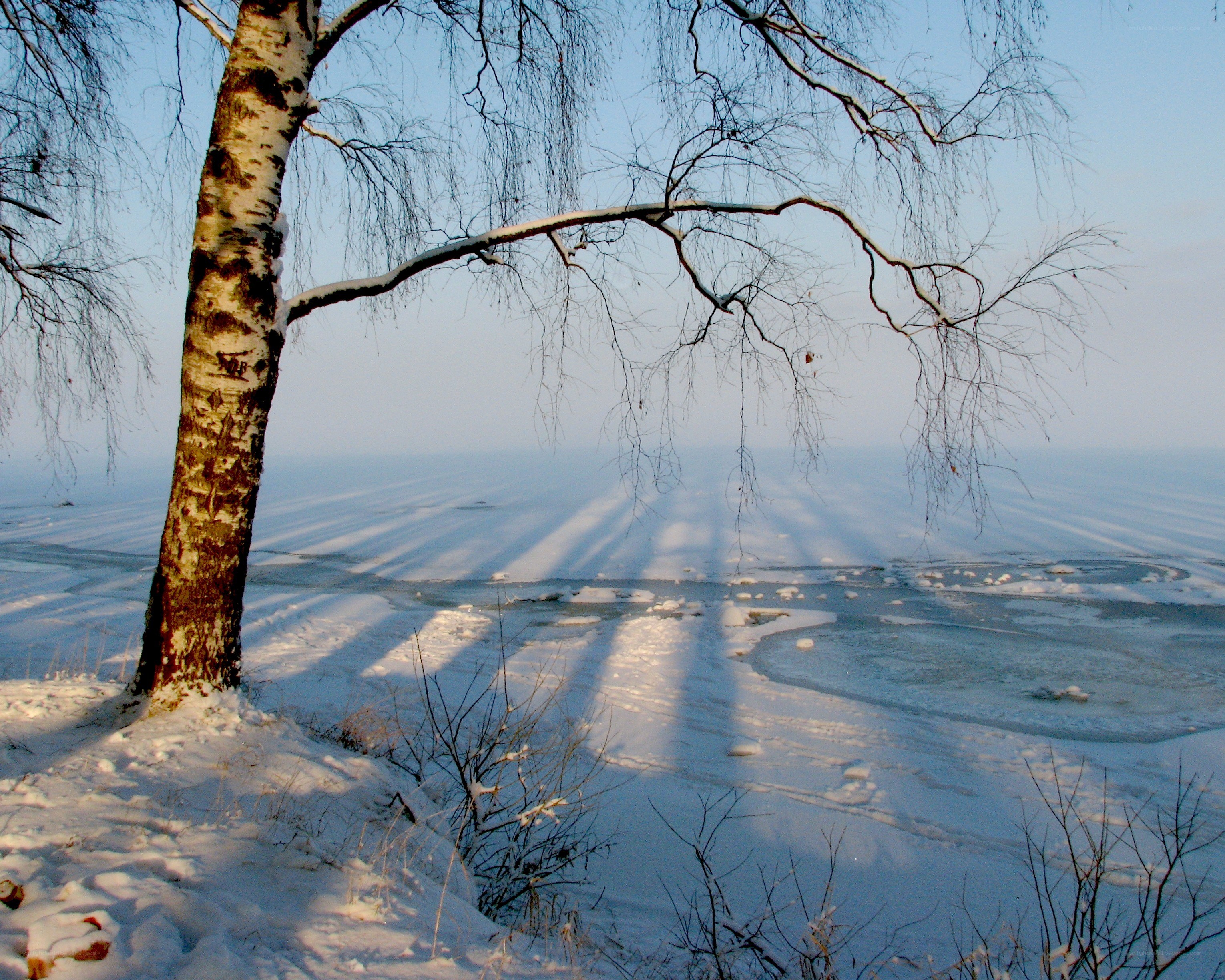 Birch tree on a snowy shore