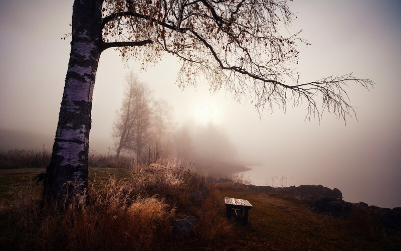 Birch Tree on Hillside