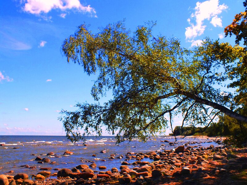 Birch Tree on Rocky Shore — Blue