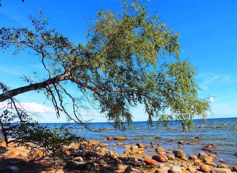 Birch Tree on Rocky Shore