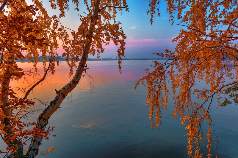 Birch Tree over Lake