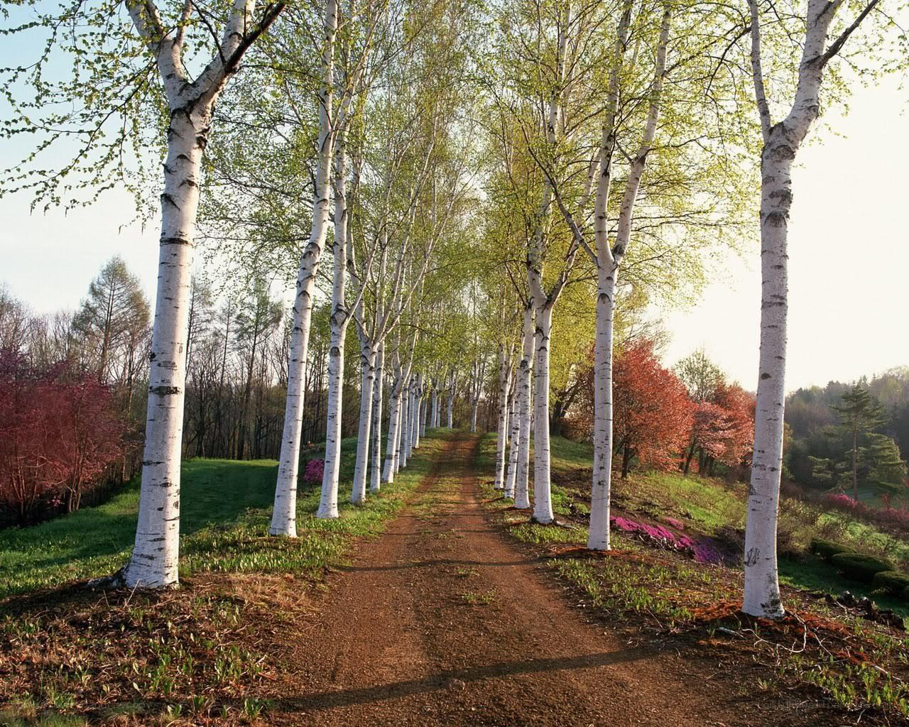 Birch tree path in spring